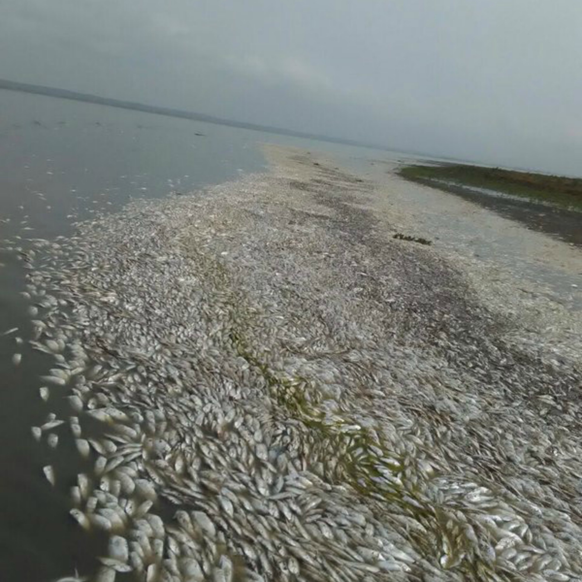 Toneladas de peces muertos en la Ciénaga de Zapayán