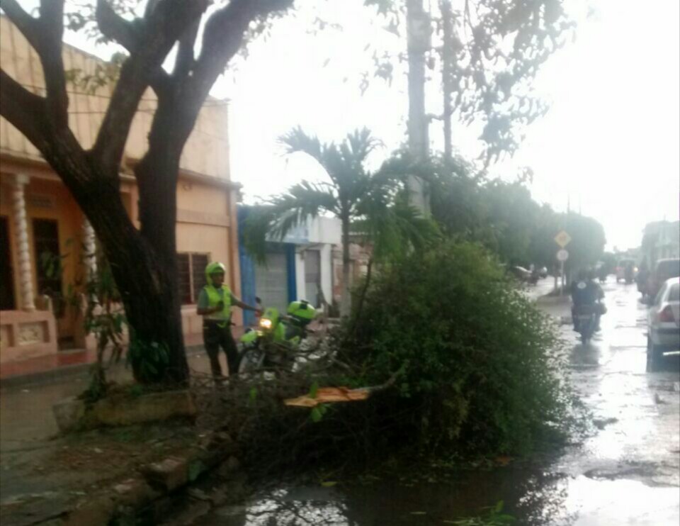 Arbol caído Sabanalarga 