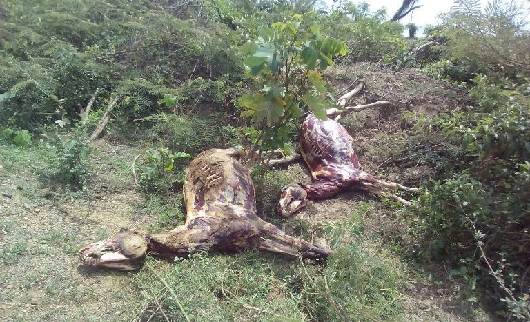 Disminuye robo de ganado, pero siguen apareciendo caballos “pelados” en el Sur del Atlántico