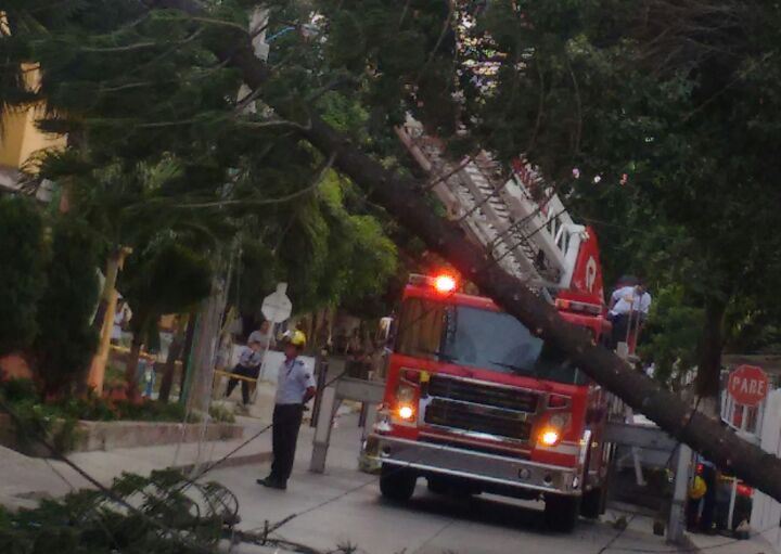 caso-arbol-may17-3