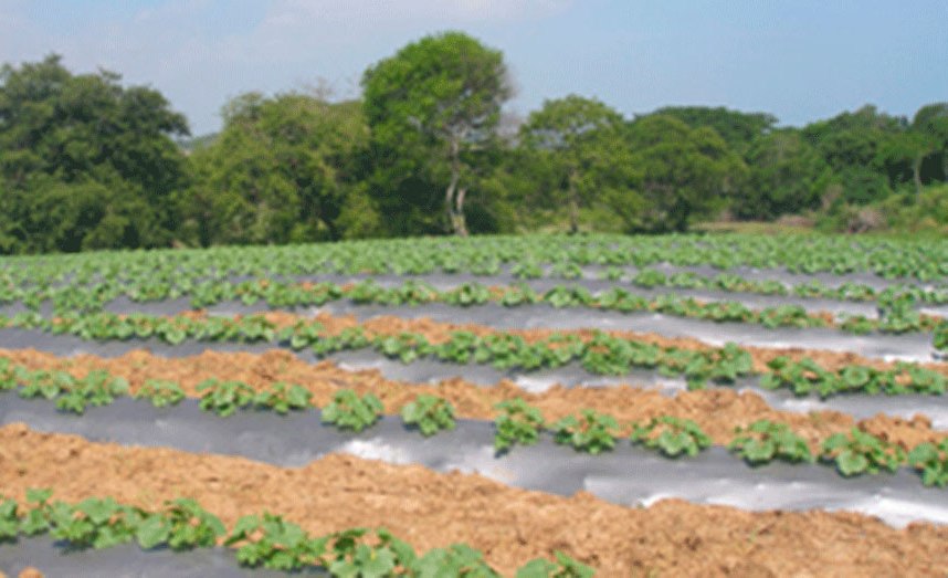 Con las lluvias llegan las esperanzas para el sector campesino del Atlántico