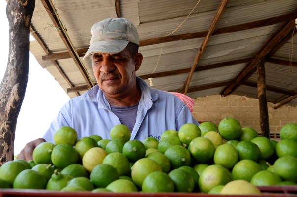 Producción de Limón en Santo Tomás (7)