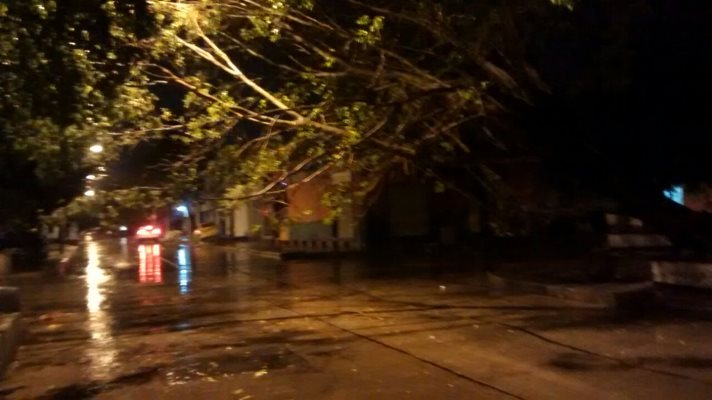 arbol