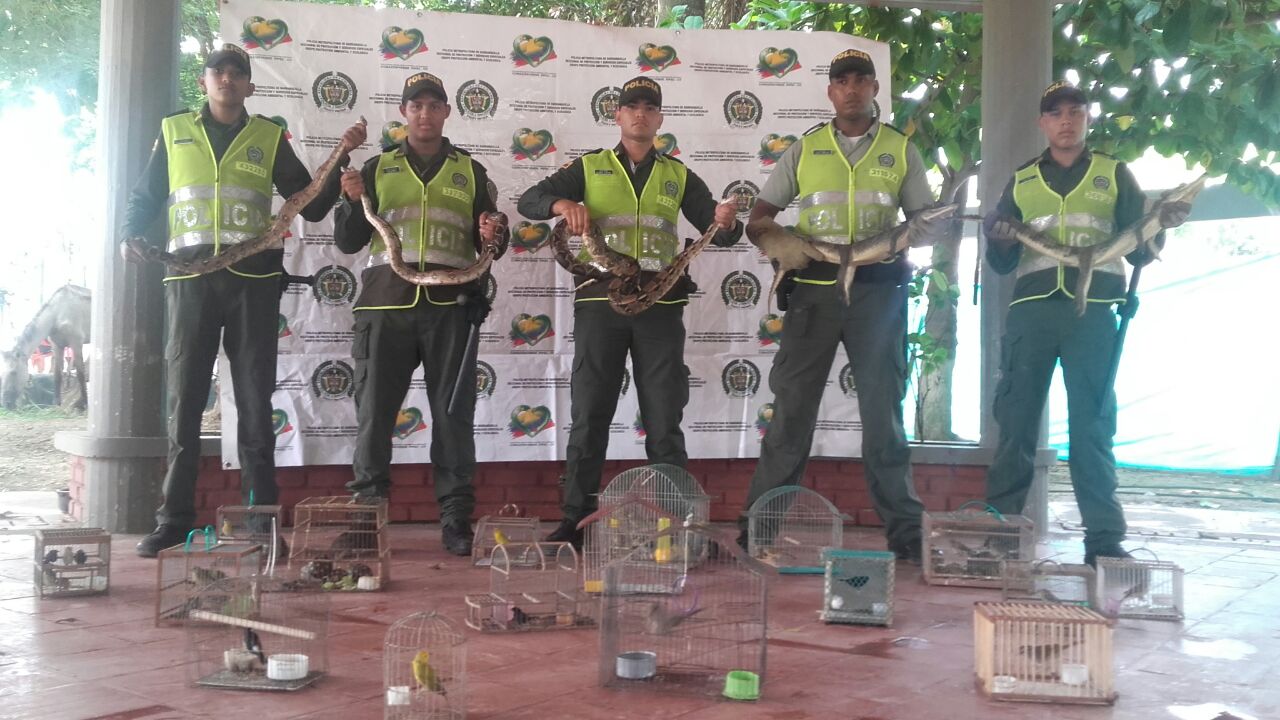 Fue capturado hombre que pretendía comercializar fauna Silvestre