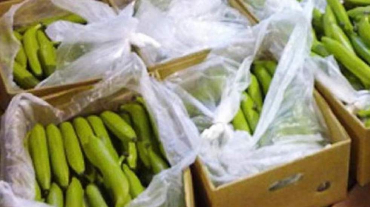 Incautan en Apartadó más de una tonelada de cocaína entre cajas de bananos