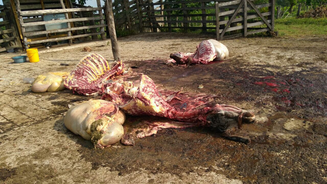 Delincuentes pelaron 10 reses, se bañaron, prepararon comida y se robaron un caballo en finca de Caracolí