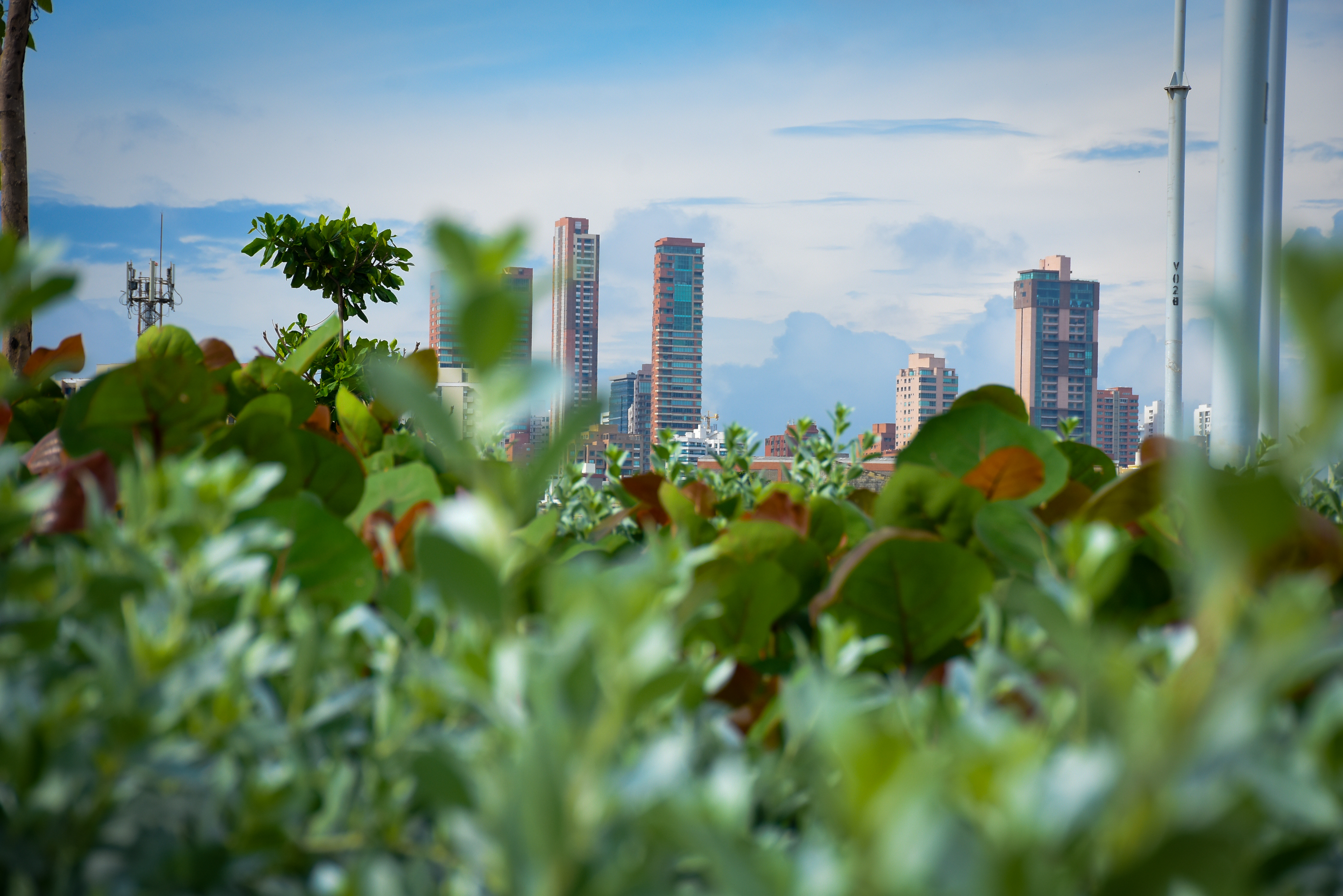 Barranquilla, reconocida como una de las ciudades más arboladas del mundo