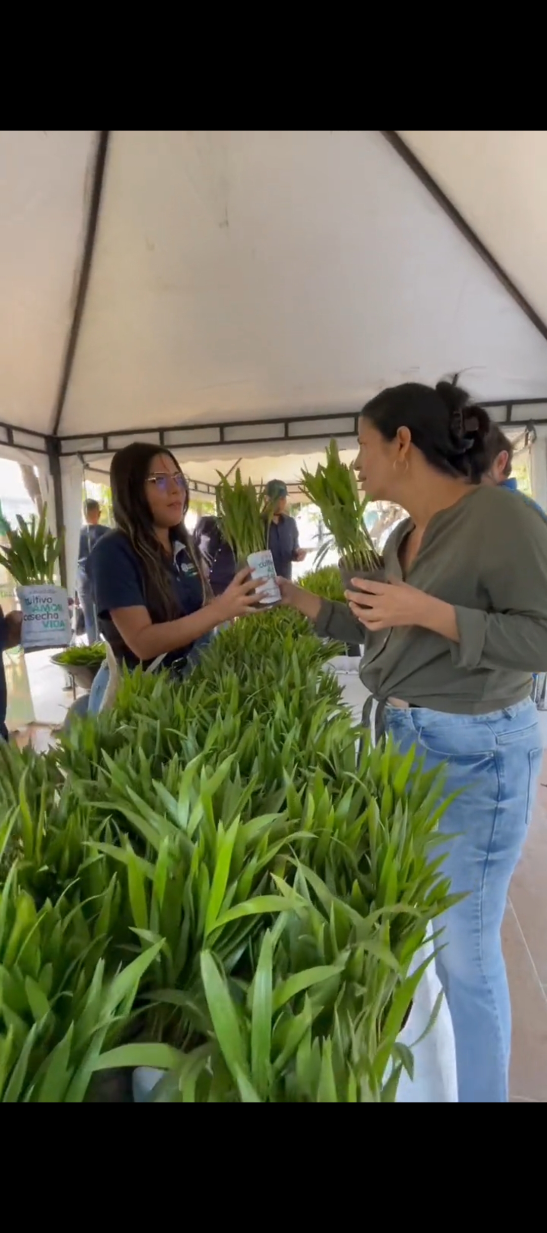 Barranquilla Verde promueve uso de palma sostenible durante Semana Santa