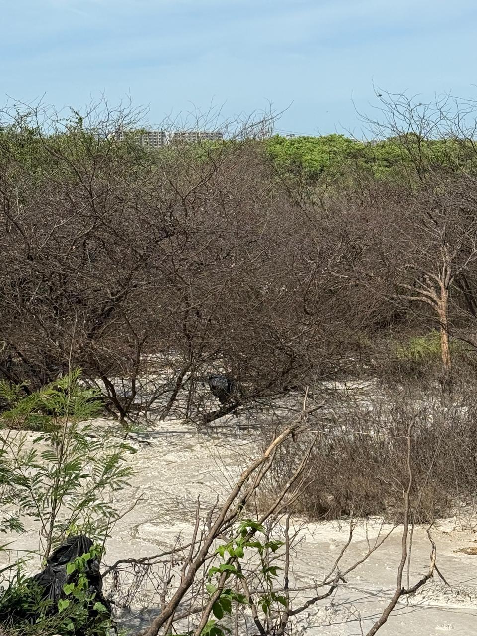 Alcalde Char rechaza grave caso de contaminación ambiental cerca al Ecoparque Ciénaga de Mallorquín