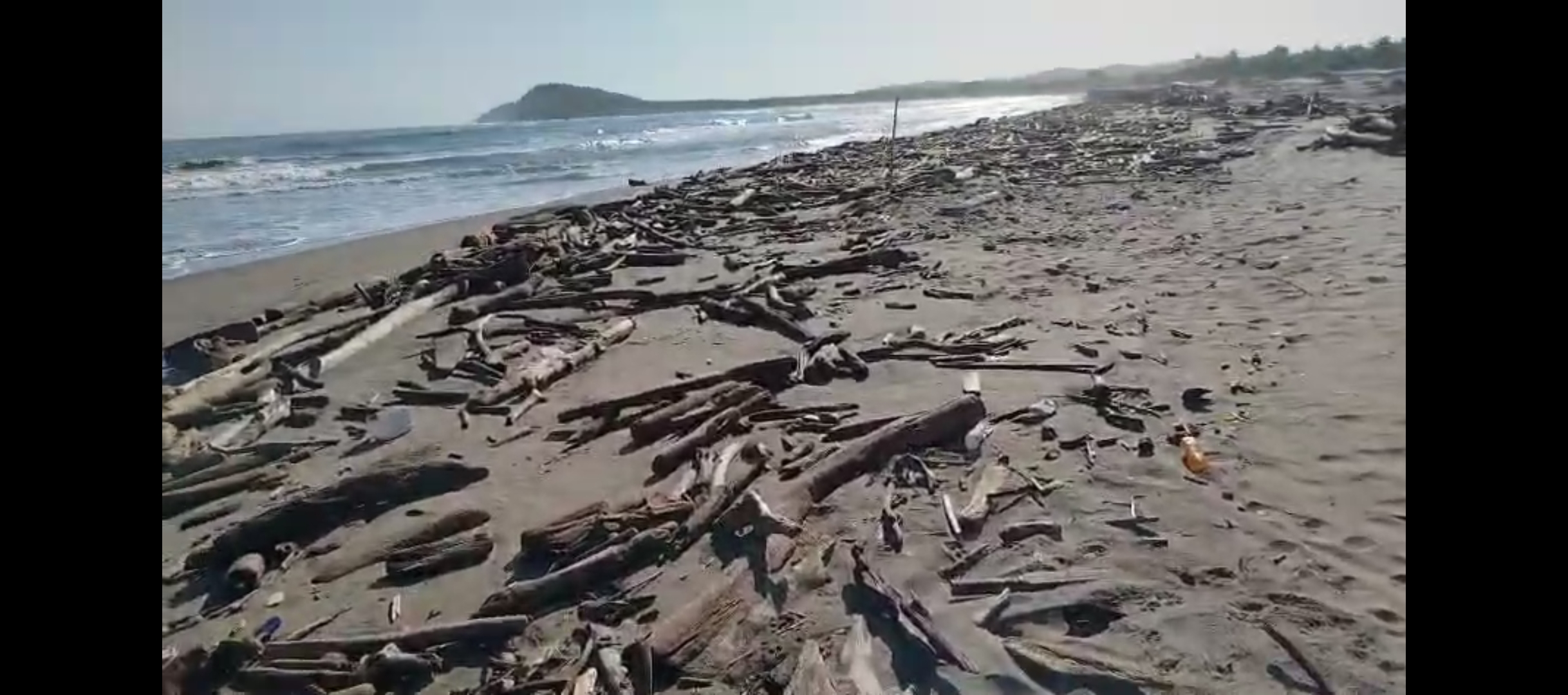 Denuncian invasión de madera naufraga en playa de Punta Astillero, en Piojó
