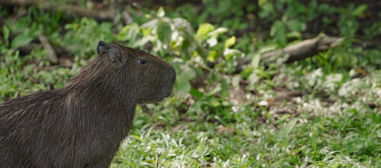 MinAmbiente no autorizará la cacería comercial del chigüiro