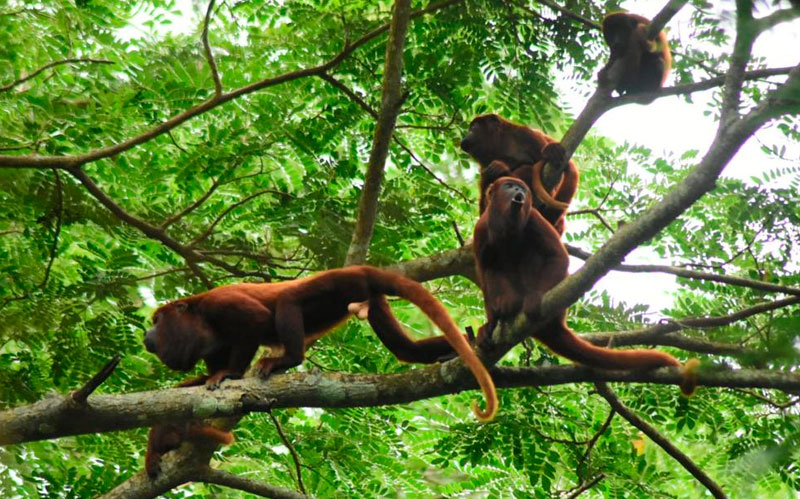 Atlántico fortalece la conservación ambiental con más de 7.000 hectáreas de bosque seco tropical protegido