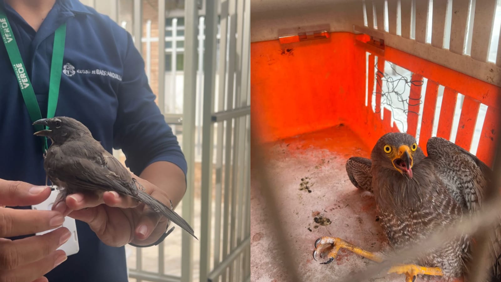 Rescatan cuatro aves atrapadas en trampas artesanales en Villa Carolina