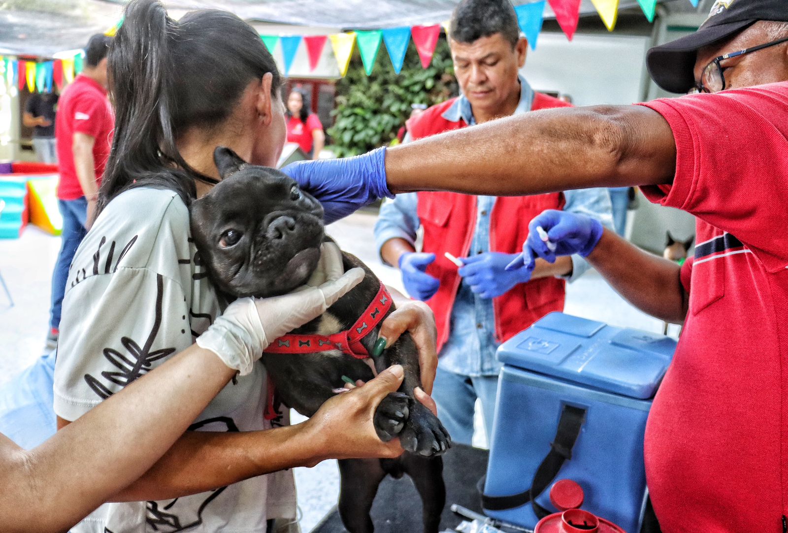Gobernación del Atlántico conmemoró el Día del Perro con jornada de bienestar animal