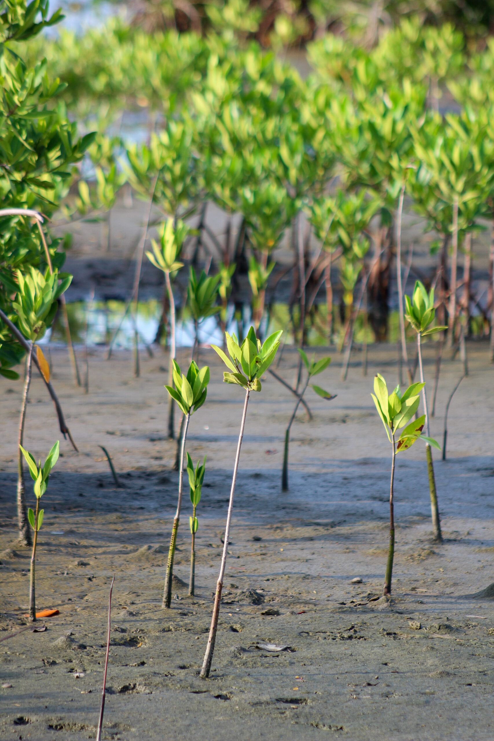 Con actividades ecológicas y estrategias de preservación, Distrito conmemorará el Día Internacional de la Defensa del Manglar