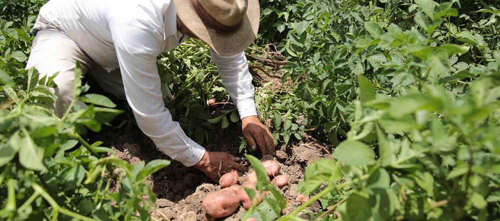 Para espantar fantasma de paro, Minagricultura instala mesa con productores de papa