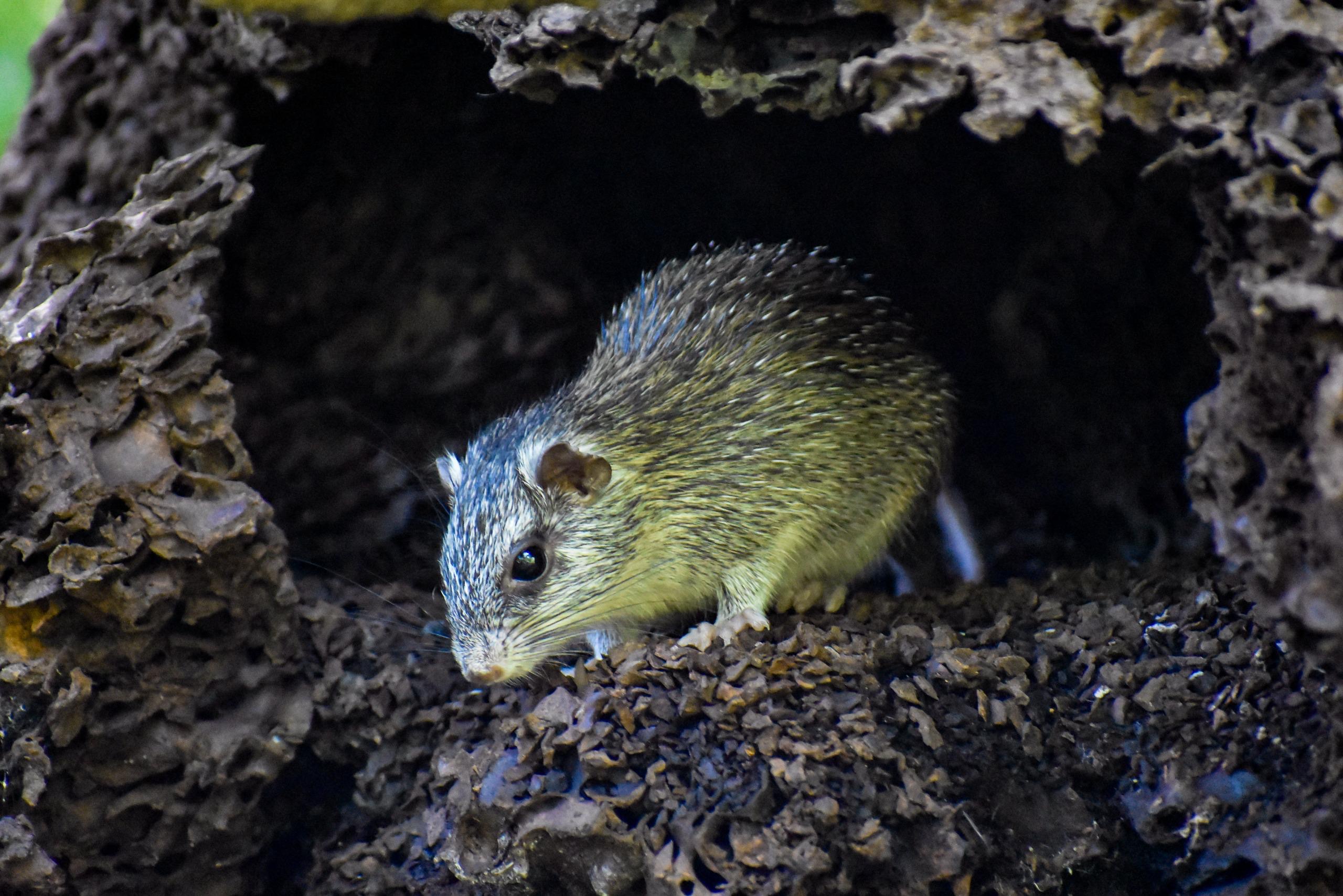 Ciénaga de Mallorquín celebra el Día Mundial de la Fauna exaltando su biodiversidad