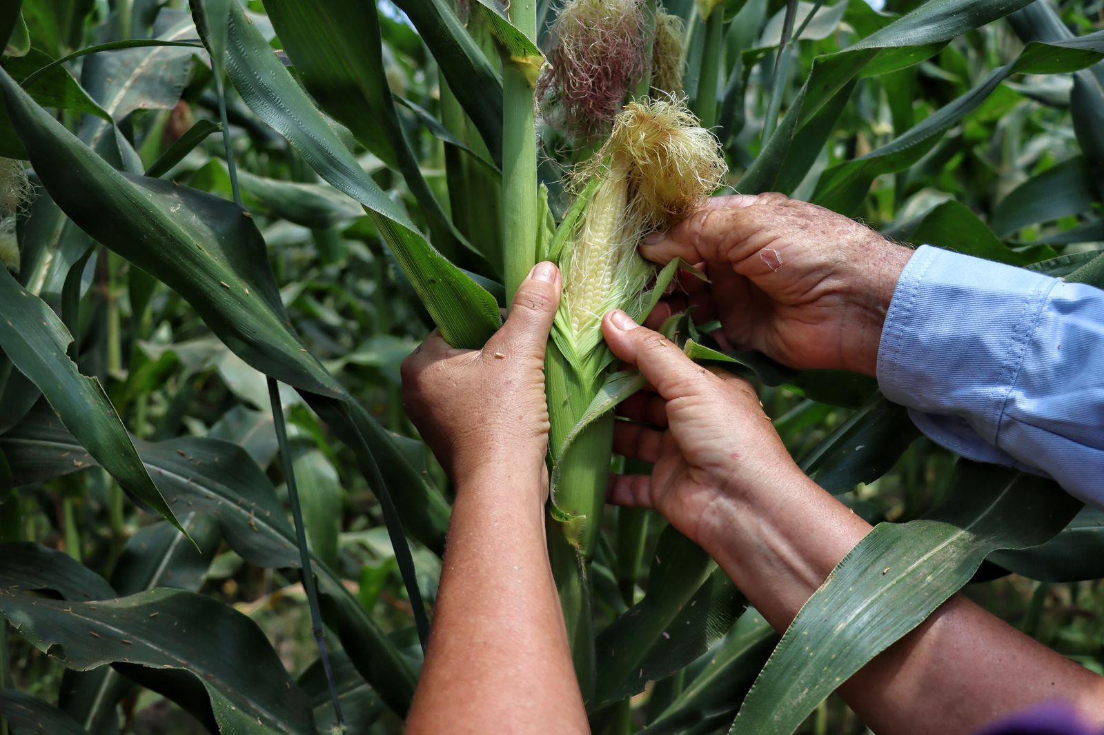 Mercados campesinos vuelven al Atlántico: una oportunidad para aprovechar los frutos de la tierra