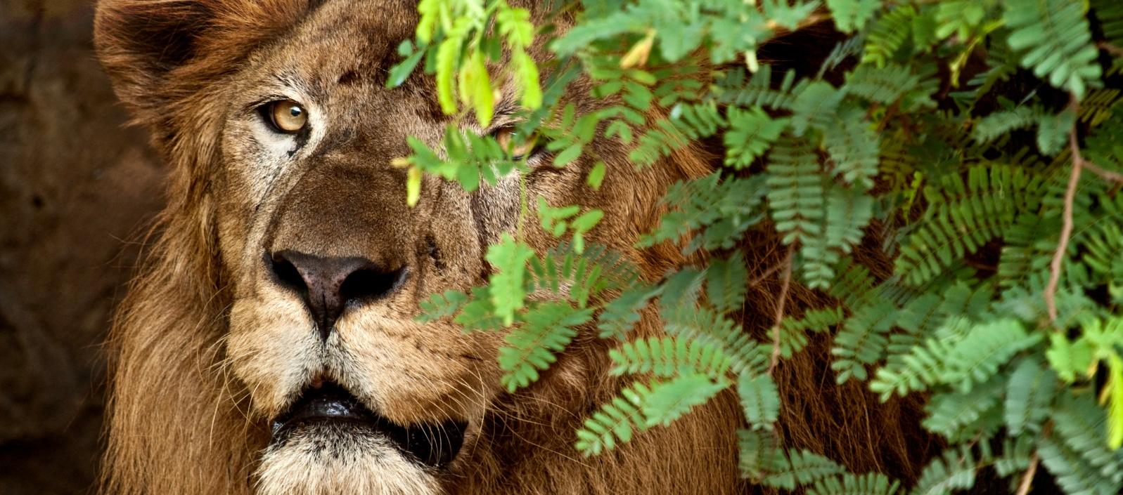 El Zoológico de Barranquilla tendrá nuevo integrante: este 15 de agosto llega un león