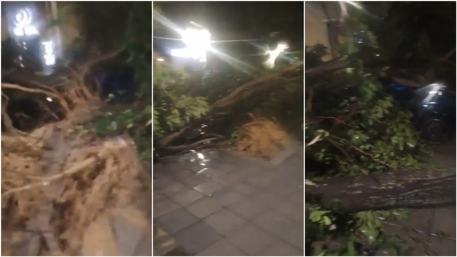 Fuerte aguacero en Barranquilla dejó caída de 18 árboles sin emergencias graves