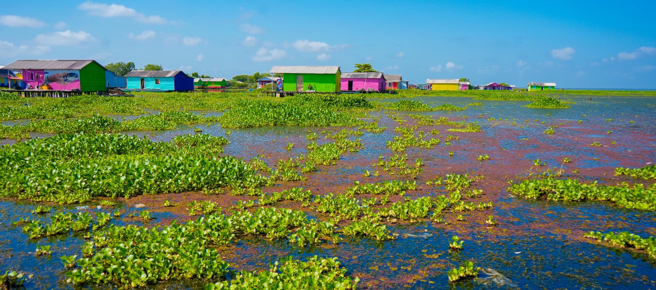 Procuraduría urge a MinAmbiente atender emergencia en la Ciénaga Grande