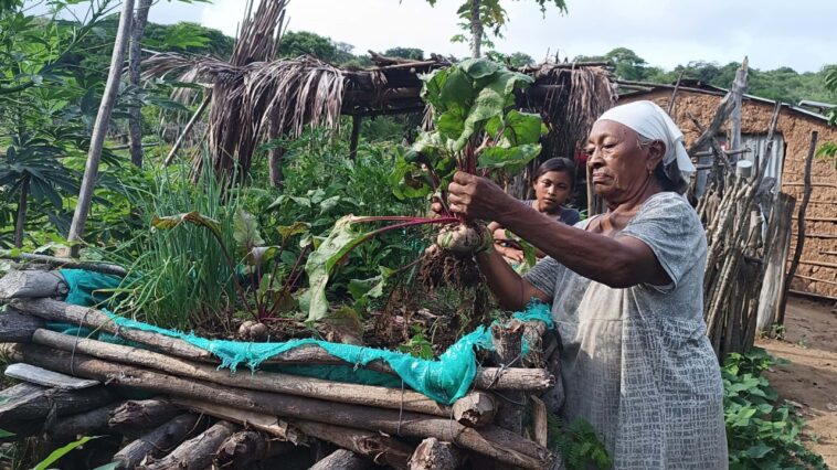 Agroecología: la apuesta de Fundación Alpina para enfrentar la inseguridad alimentaria en zonas rurales de Colombia