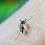 mosquito aedes agypti