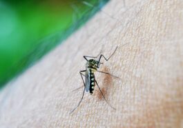 mosquito aedes agypti