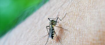 mosquito aedes agypti