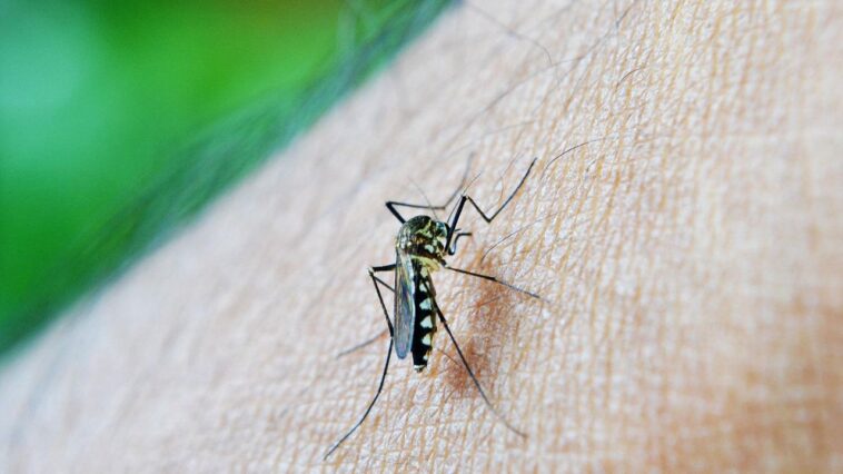 mosquito aedes agypti