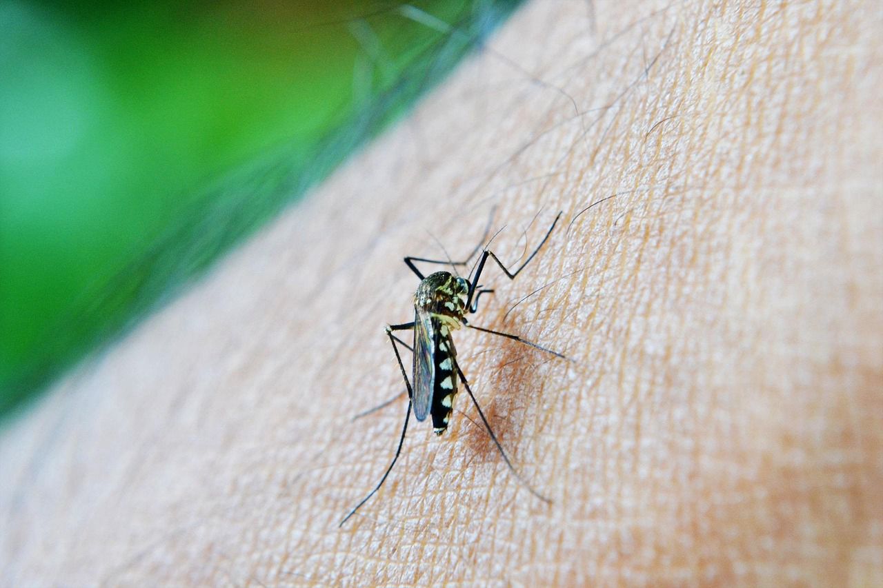 mosquito aedes agypti