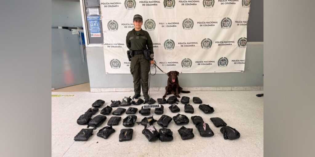 Canino antinarcóticos ‘Gisli’ permitió incautar 21 kilos de marihuana en empresa de envíos en Barranquilla