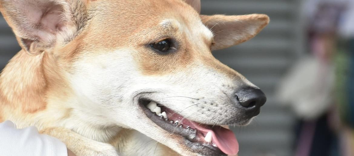 Alcaldía de Barranquilla llama a proteger a perros y gatos del impacto de la pólvora en Navidad y Año Nuevo
