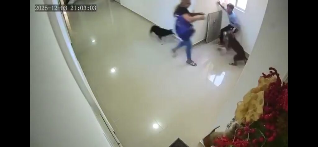 Ataque de pitbull