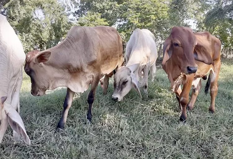 Investigan millonario caso de abigeato en zona rural del municipio de Galapa