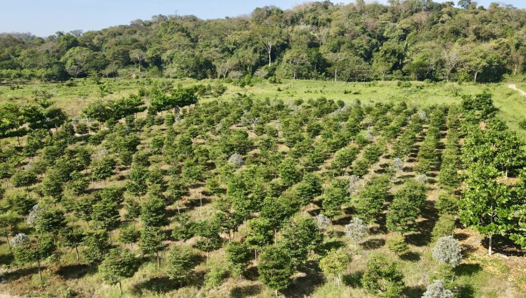 Barranquilla impulsa la adaptación al cambio climático con trasplante de árboles y fortalecimiento de bosques urbanos
