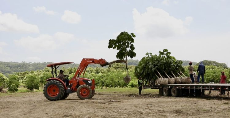 Barranquilla impulsa la adaptación al cambio climático con trasplante de árboles y fortalecimiento de bosques urbanos
