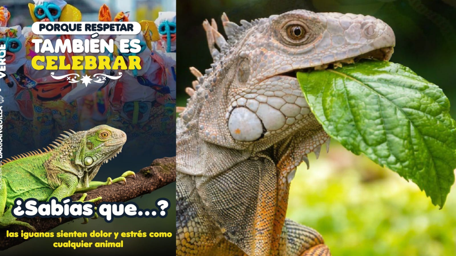 Barranquilla Verde intensifica operativos en Semana Santa contra el tráfico de fauna y flora