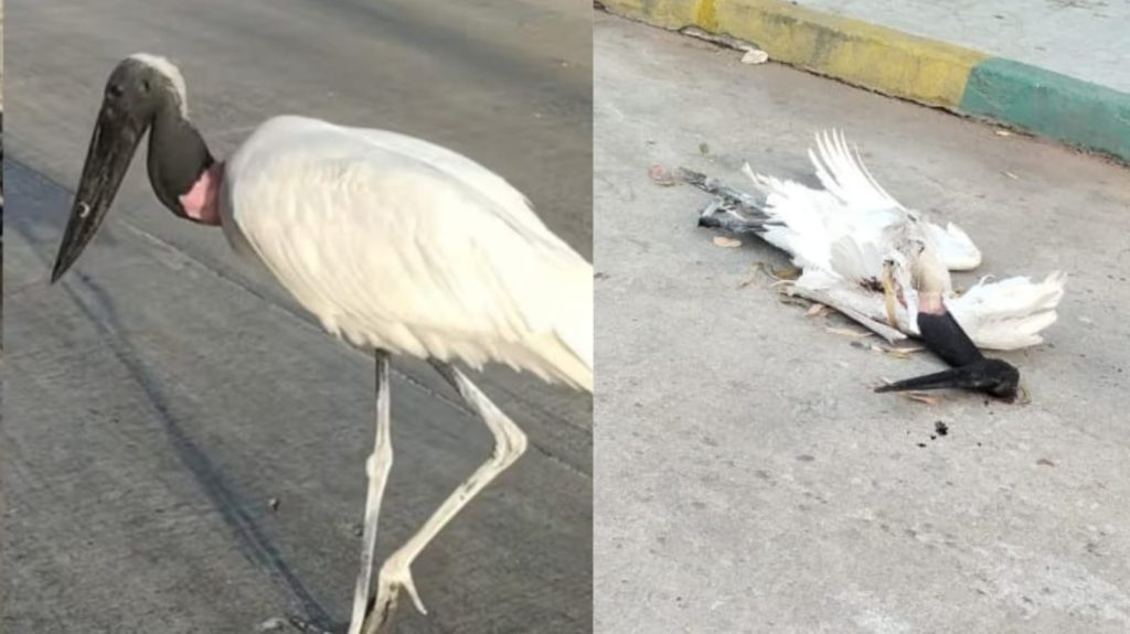 Investigan muerte de una cigüeña jabirú hallada en el barrio Rebolo de Barranquilla