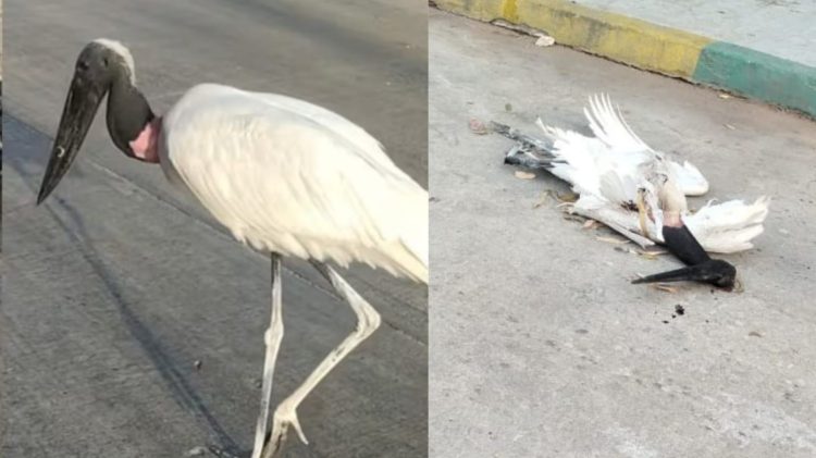 Investigan muerte de una cigüeña jabirú hallada en el barrio Rebolo de Barranquilla