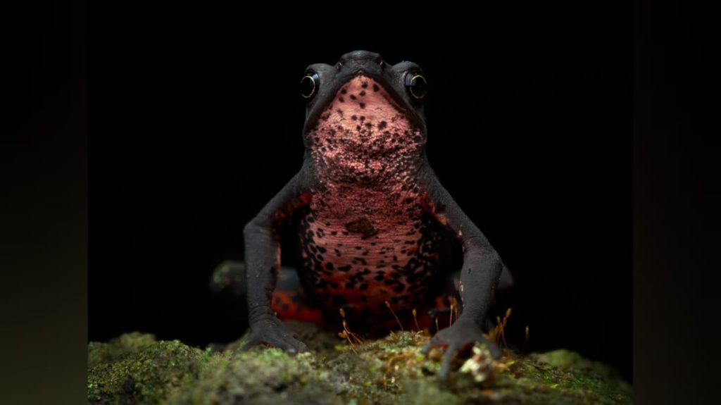 Fotógrafo barranquillero gana premio regional en los Sony World Photography Awards