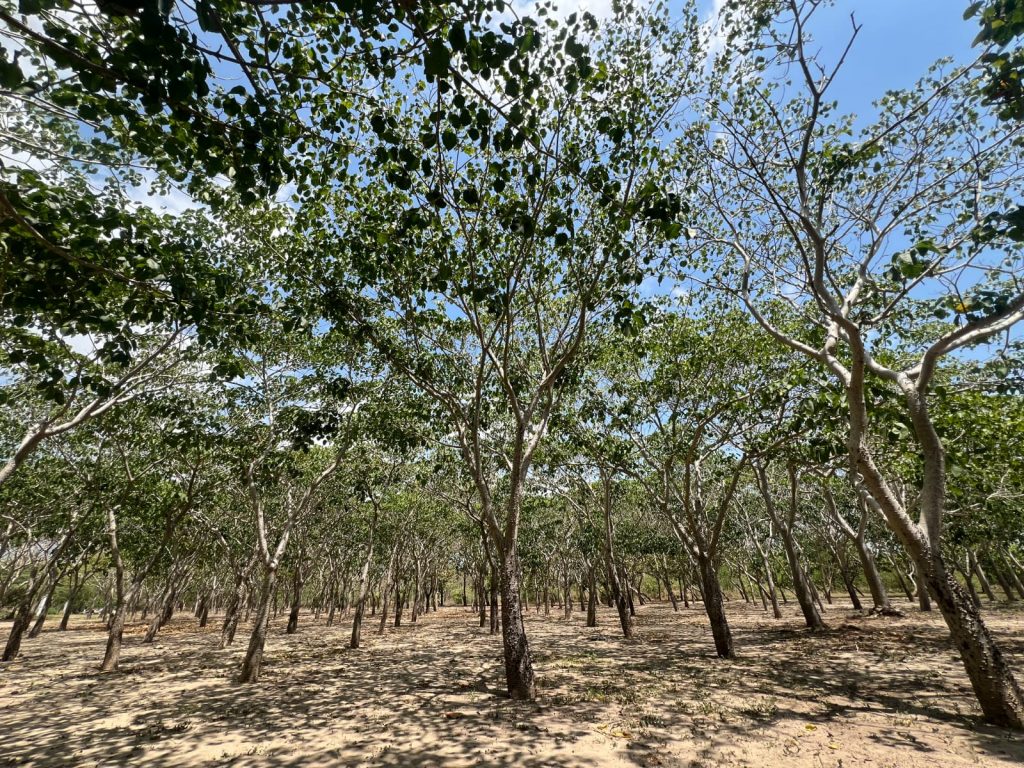 Barranquilla fortalece su red de bosques urbanos y supera los 136.000 árboles en mantenimiento