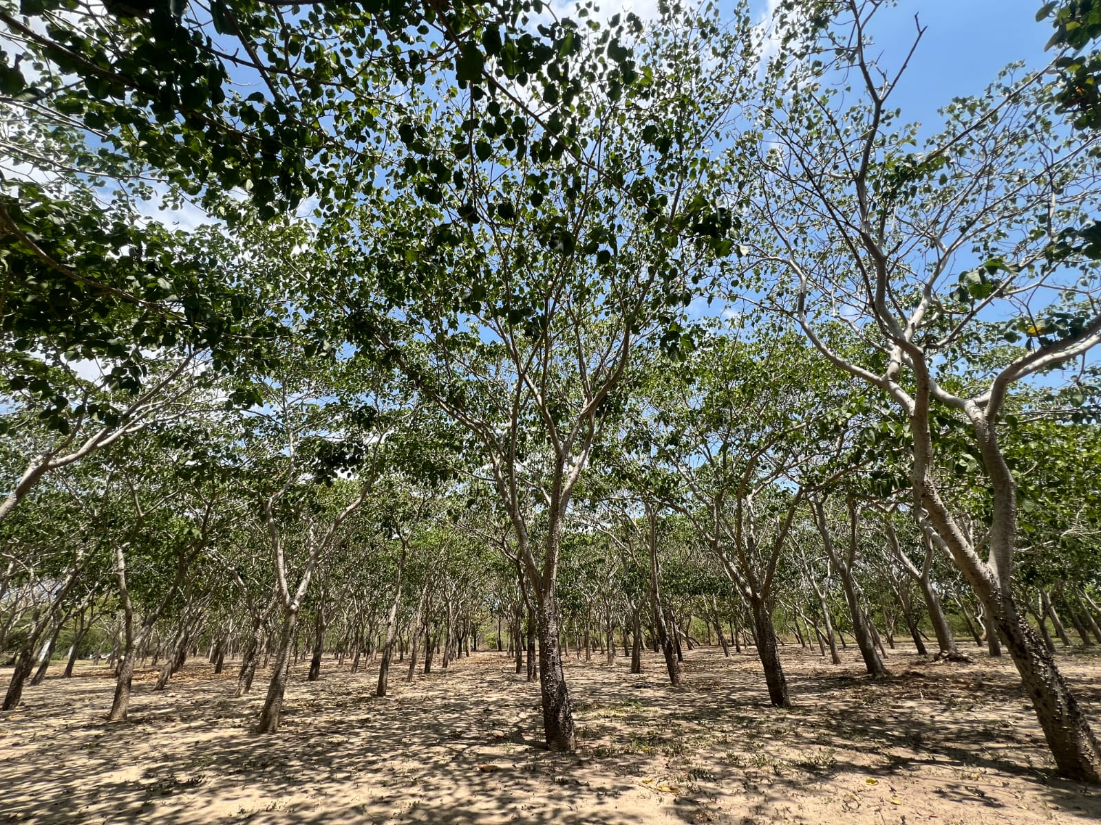 Barranquilla fortalece su red de bosques urbanos y supera los 136.000 árboles en mantenimiento