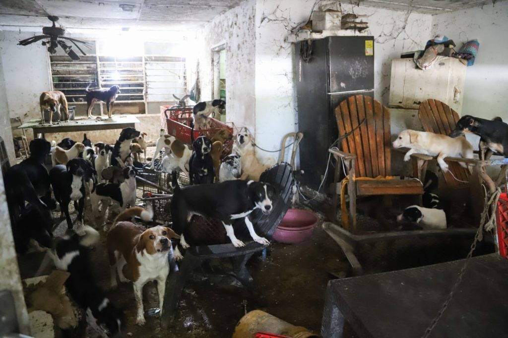 Hallan graves condiciones sanitarias y confirman maltrato animal en vivienda intervenida en Barranquilla