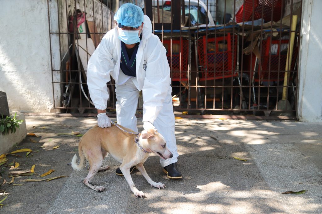 101 animales y 120 carritos de supermercado en casa intervenida en Barranquilla