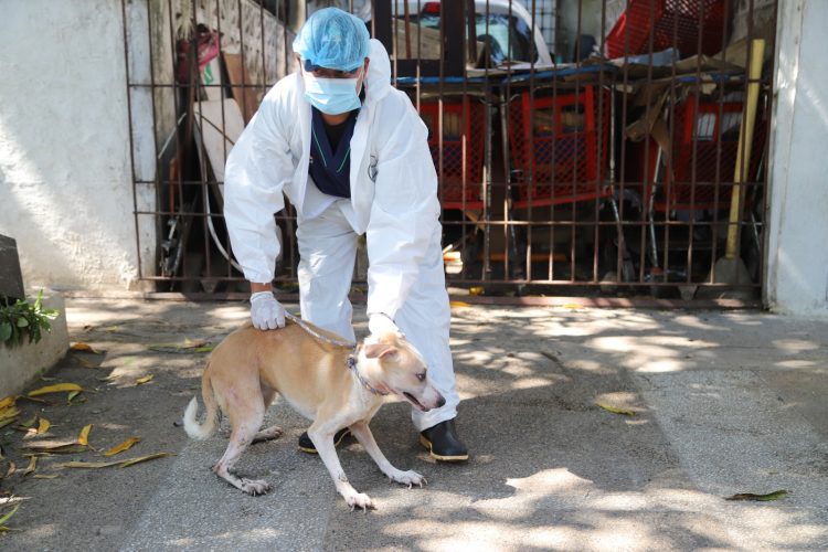 101 animales y 120 carritos de supermercado en casa intervenida en Barranquilla