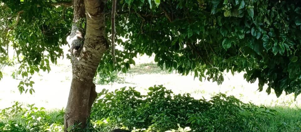 Sancionan por desacato al rector de la Universidad del Atlántico por incumplir fallo de tutela