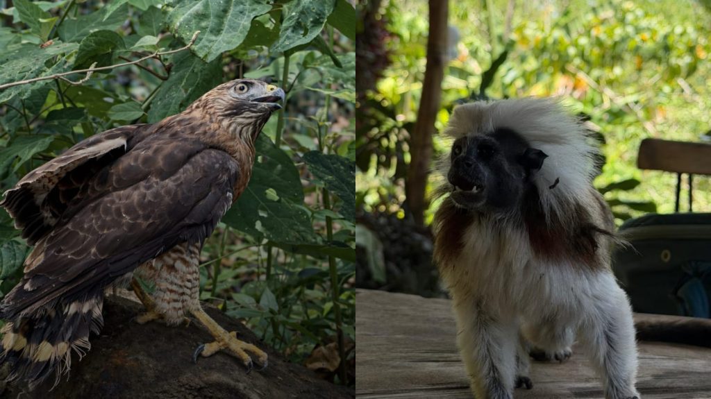 Barranquilla libera 62 animales silvestres rescatados del tráfico ilegal en acciones de conservación ambiental