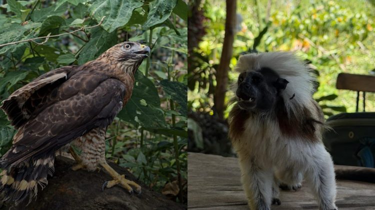 Barranquilla libera 62 animales silvestres rescatados del tráfico ilegal en acciones de conservación ambiental