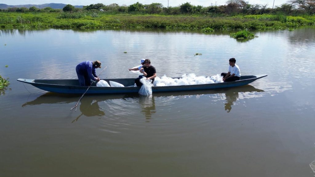 Siembran 200.000 bocachicos en el embalse del Guájaro para impulsar la pesca artesanal en Atlántico